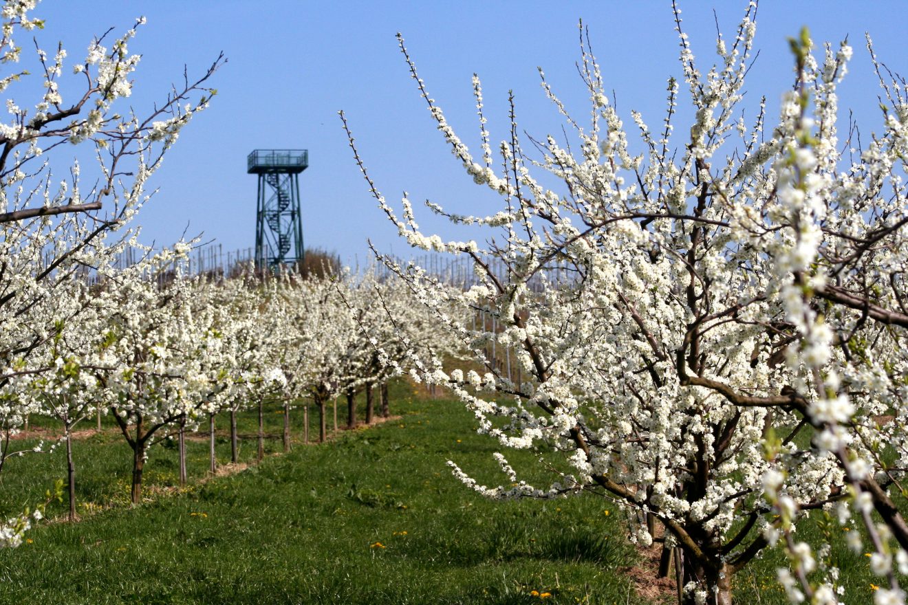 Zwetschgenbaumblüte am Aussichtsturm in Bühl. Copyright Guido Brommer