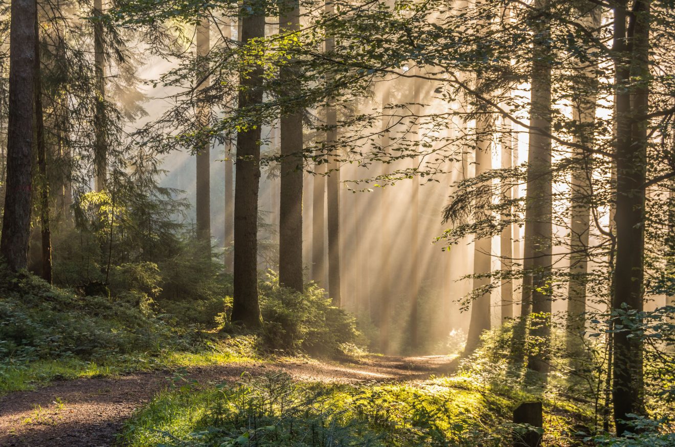 Sonnenstrahlen im Wald bei Baiersbronn-Schwarzenberg. Copyright Guido de Kleijn