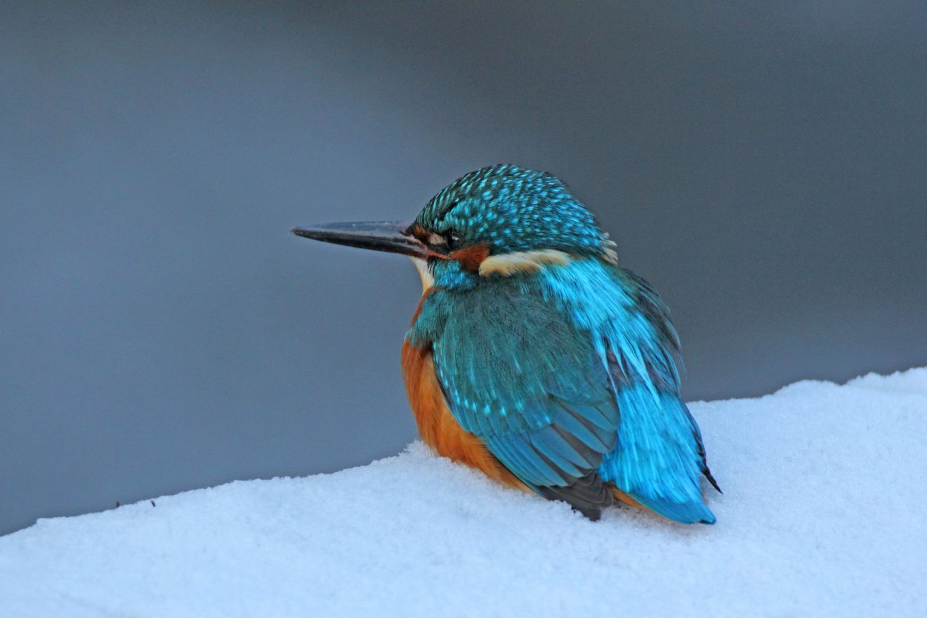 Eisvogel im Eis an der Murg bei Gernsbach. Copyright Gunter Schurer-Janischowsky