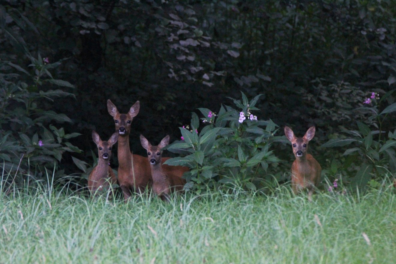 Rehe im Blickkontakt bei Gaggenau-Michelbach. Copyright Gunter Schurer-Janischowsky