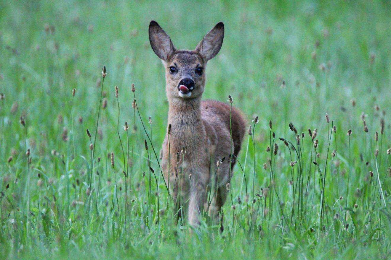 Rehkitz im Blickkontakt bei Gaggenau-Michelbach. Copyright Gunter Schurer-Janischowsky