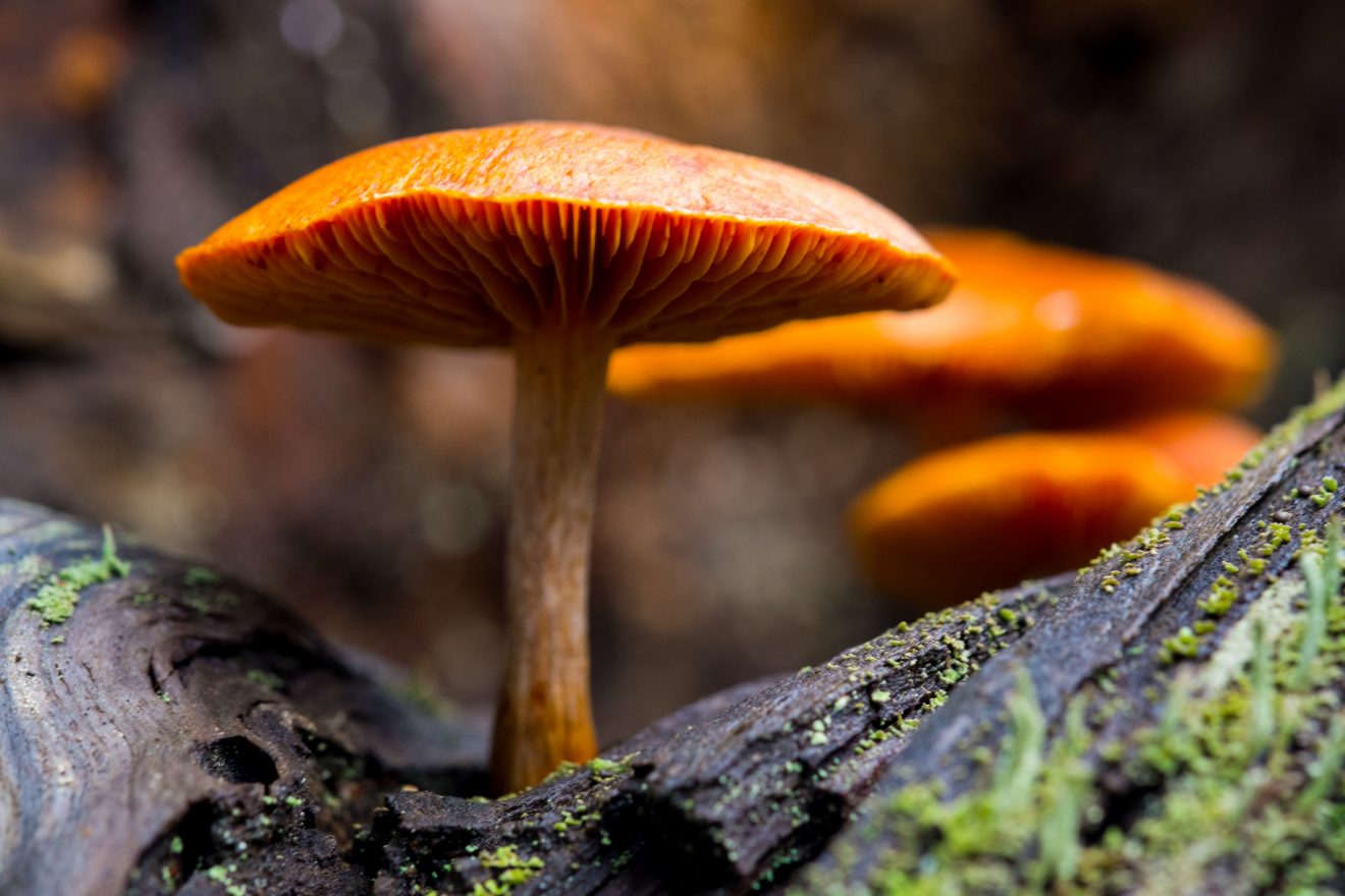 Pilze am Lotharpfad. Copyright Heike Eichstädt