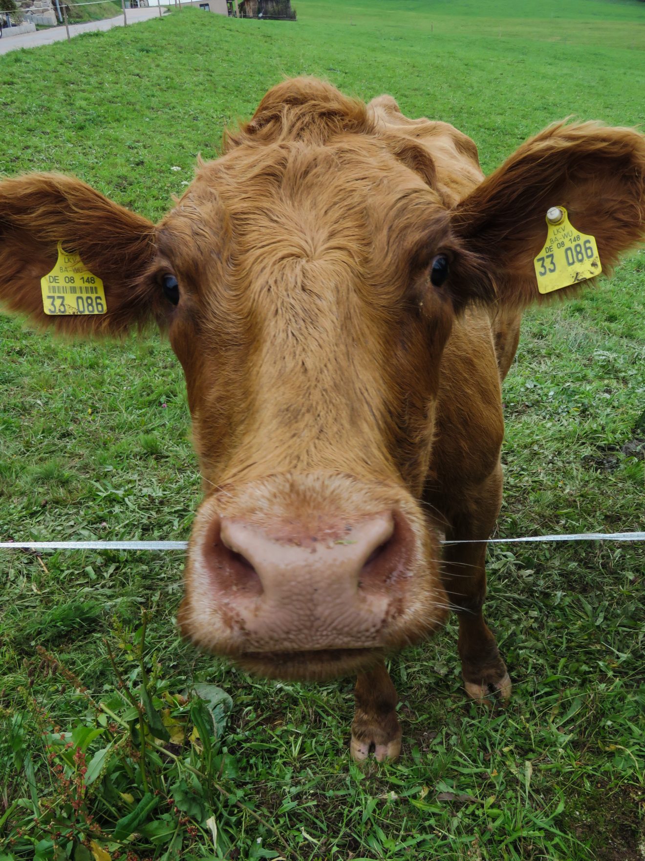 Kuh in Schweighausen/Schuttertal Copyright Helena Kälble