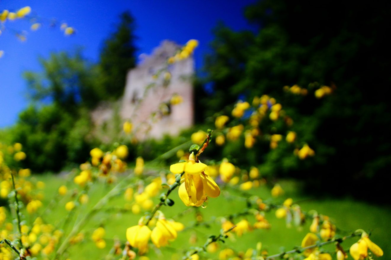 Burg Zavelstein. Copyright Hubert Praxl