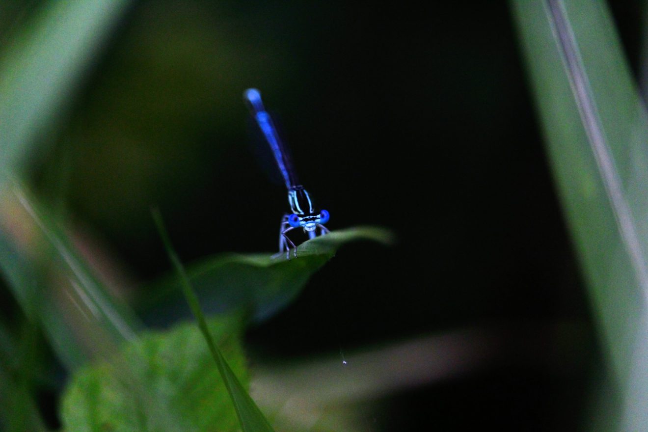 Libelle an der Großen Enz bei Bad Wildbad. Copyright Hubert Praxl