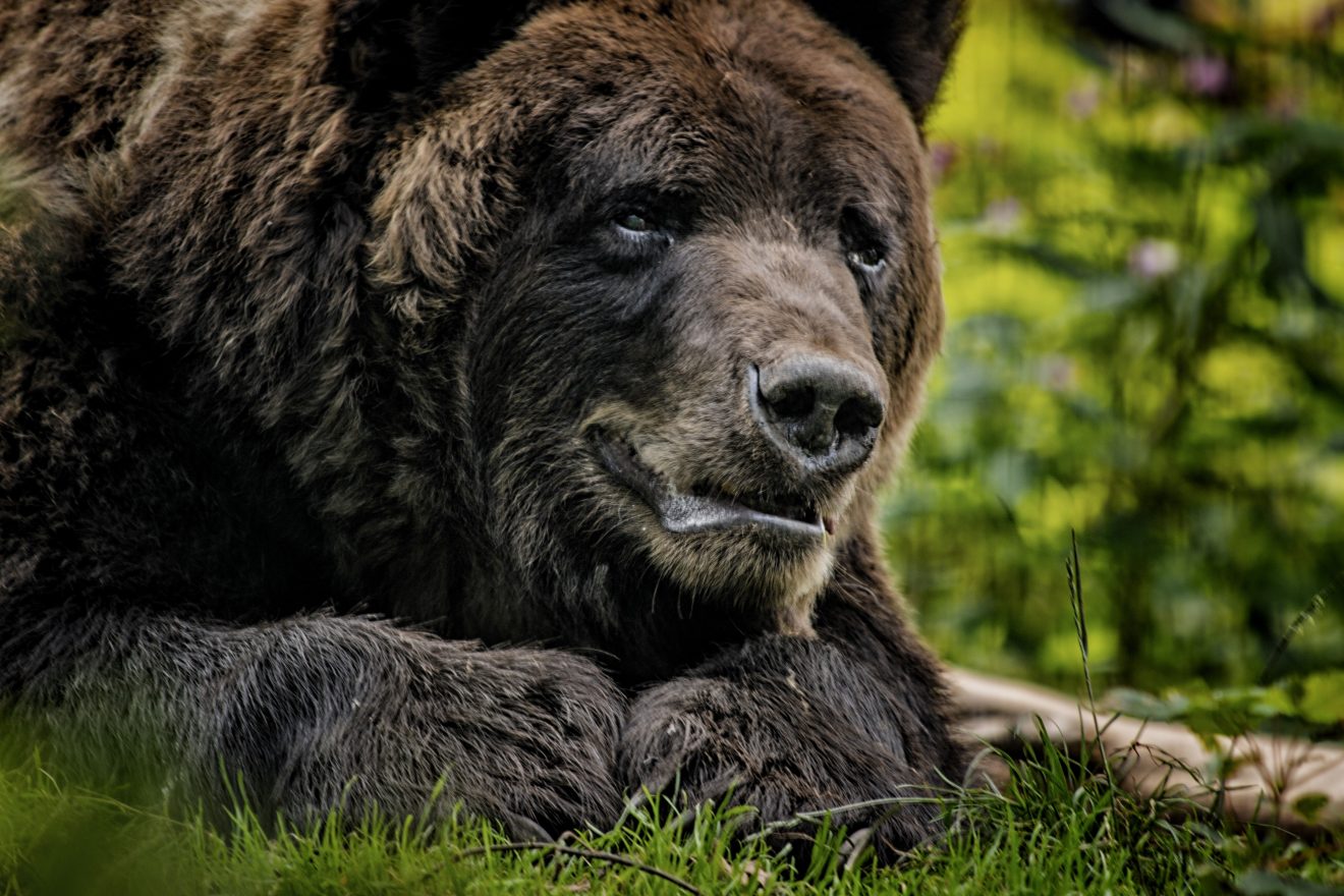 Bär im Alternativen Wolf- und Bärenpark, Bad Rippoldsau-Schapbach. Copyright Jana Zavoralova