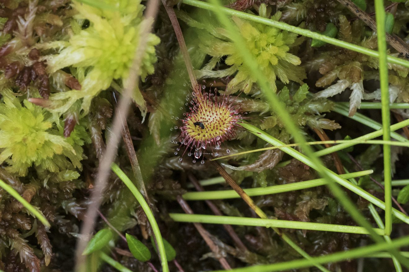 "Feinschmecker" Sonnentau am Wildsee auf dem Kaltenbronn. Copyright Joachim Haessler