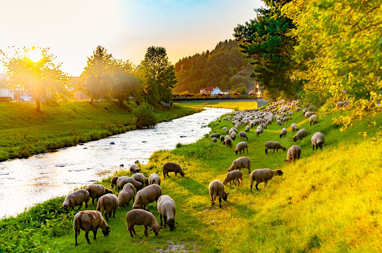 Schafe an der Rench in Lautenbach. Copyright Josef Wörner