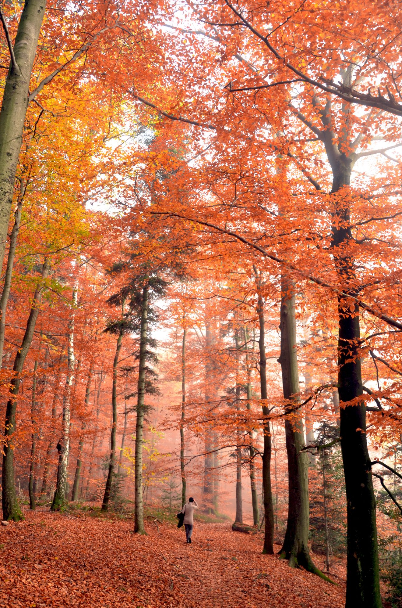 Bannwald am Battertfelsen bei Baden-Baden. Copyright Jurijs Zavoronkovs