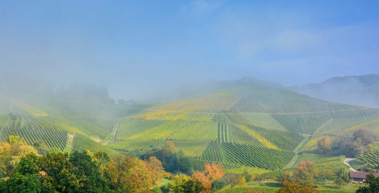 Weinreben, gesehen vom Panoramaweg Sasbachwalden Copyright Kim Patricia Laubner