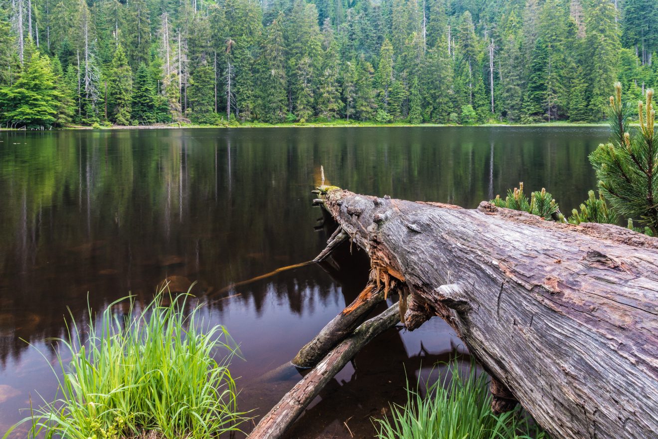 Wilder See im Nationalpark Schwarzwald. Copyright Kurt Kalmbach
