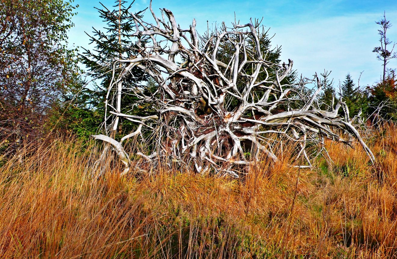 Wurzelteller auf dem Lotharpfad. Copyright Lothar Langner