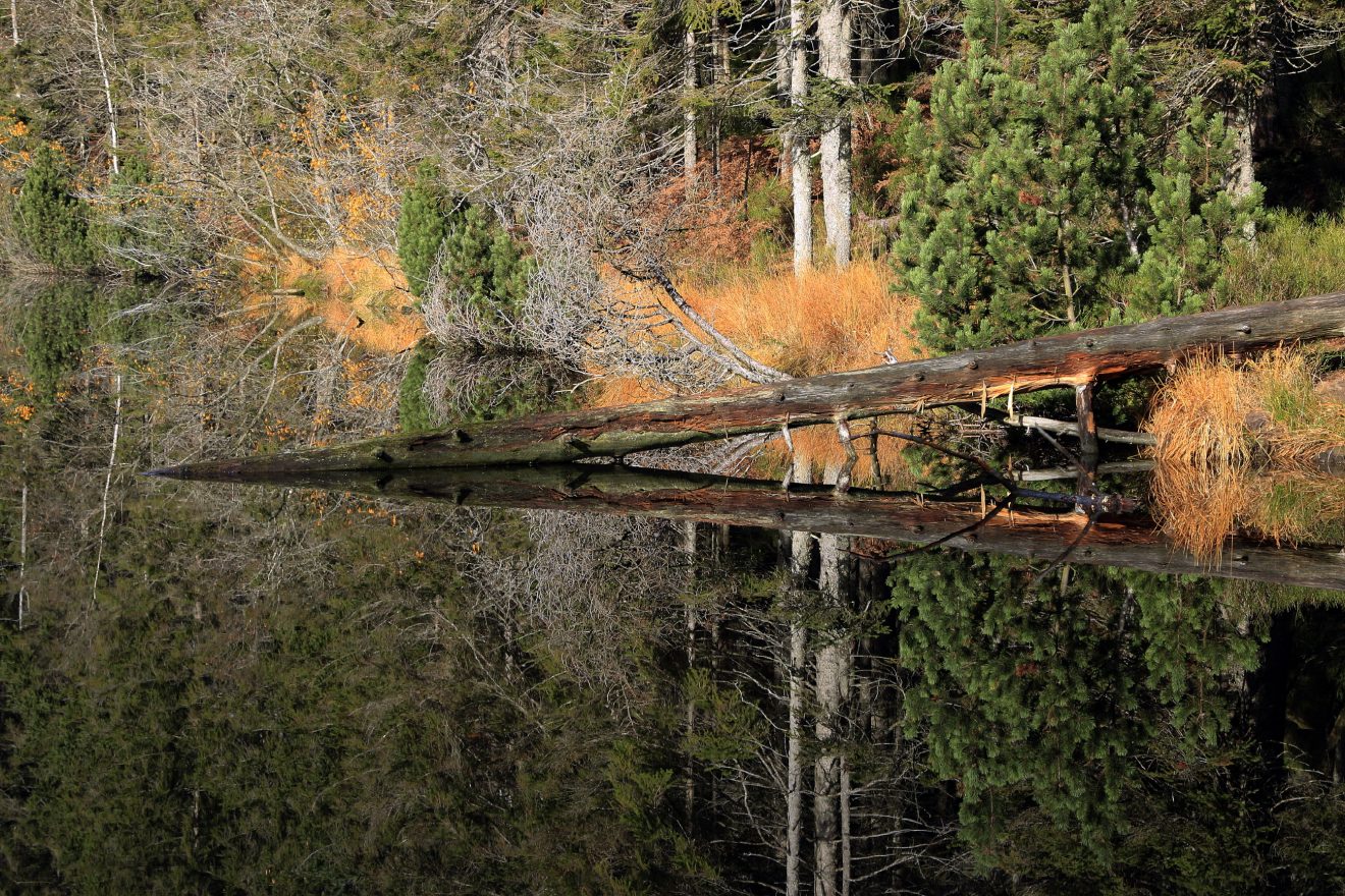 Mummelsee. Copyright Manfred Martin
