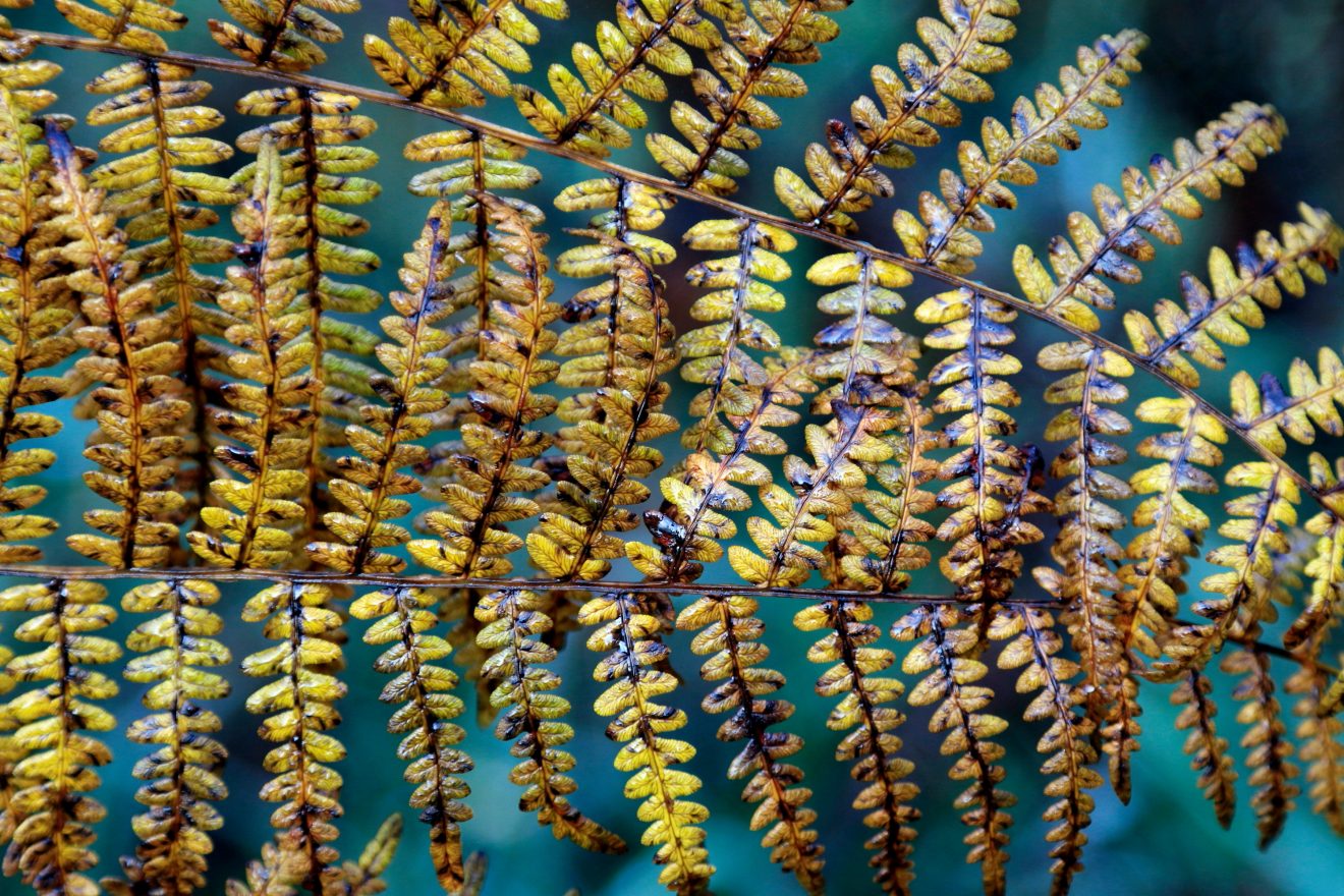 Farn am Schliffkopf. Copyright Manfred Martin