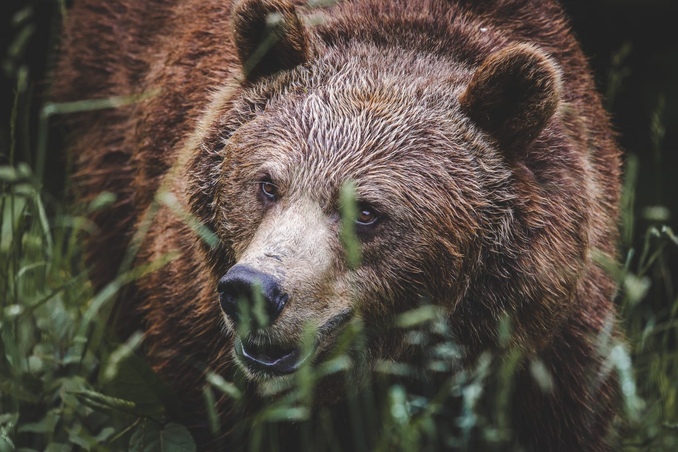 Bär im Alternativen Wolf- und Bärenpark in Bad Rippoldsau-Schapbach. Copyright Max Hild
