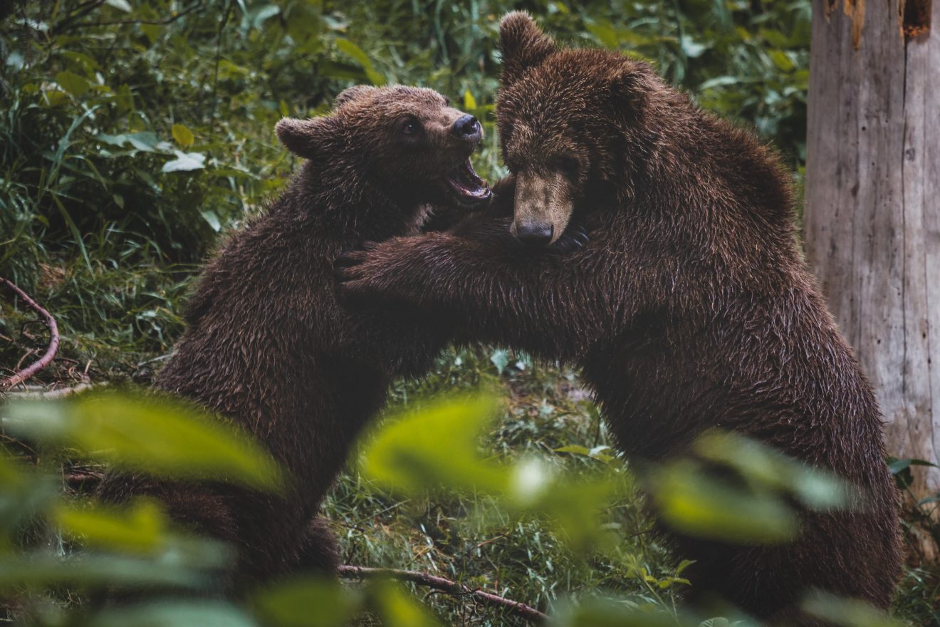 Balgende Bären im Alternativen Wolf- und Bärenpark in Bad Rippoldsau-Schapbach. Copyright Max Hild