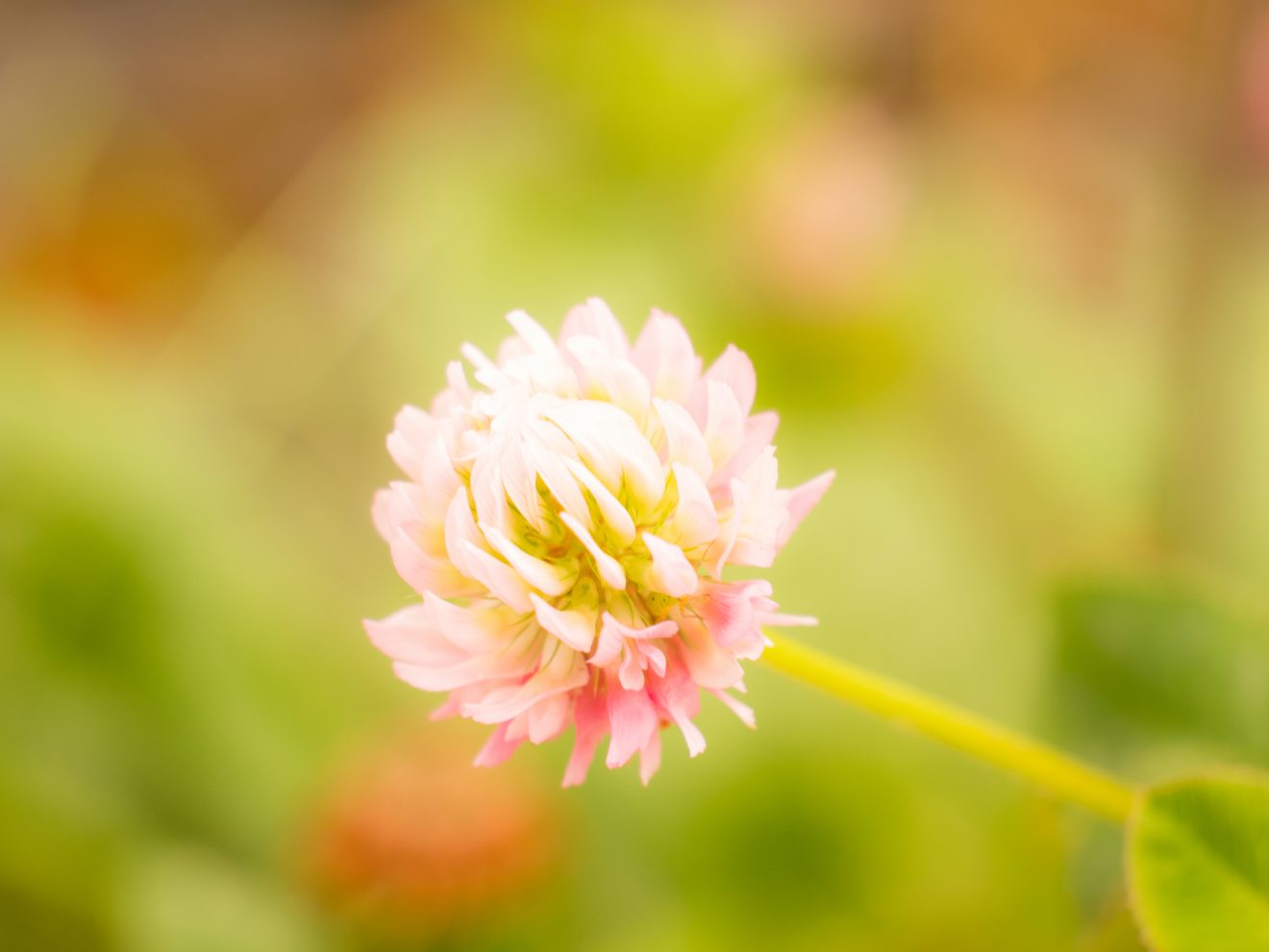 Klee in Bad Herrenalb. Copyright Maximilian Zimpfer