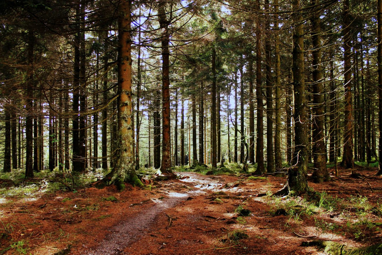 Rundweg am Schliffkopf. Copyright Miriam Morlock