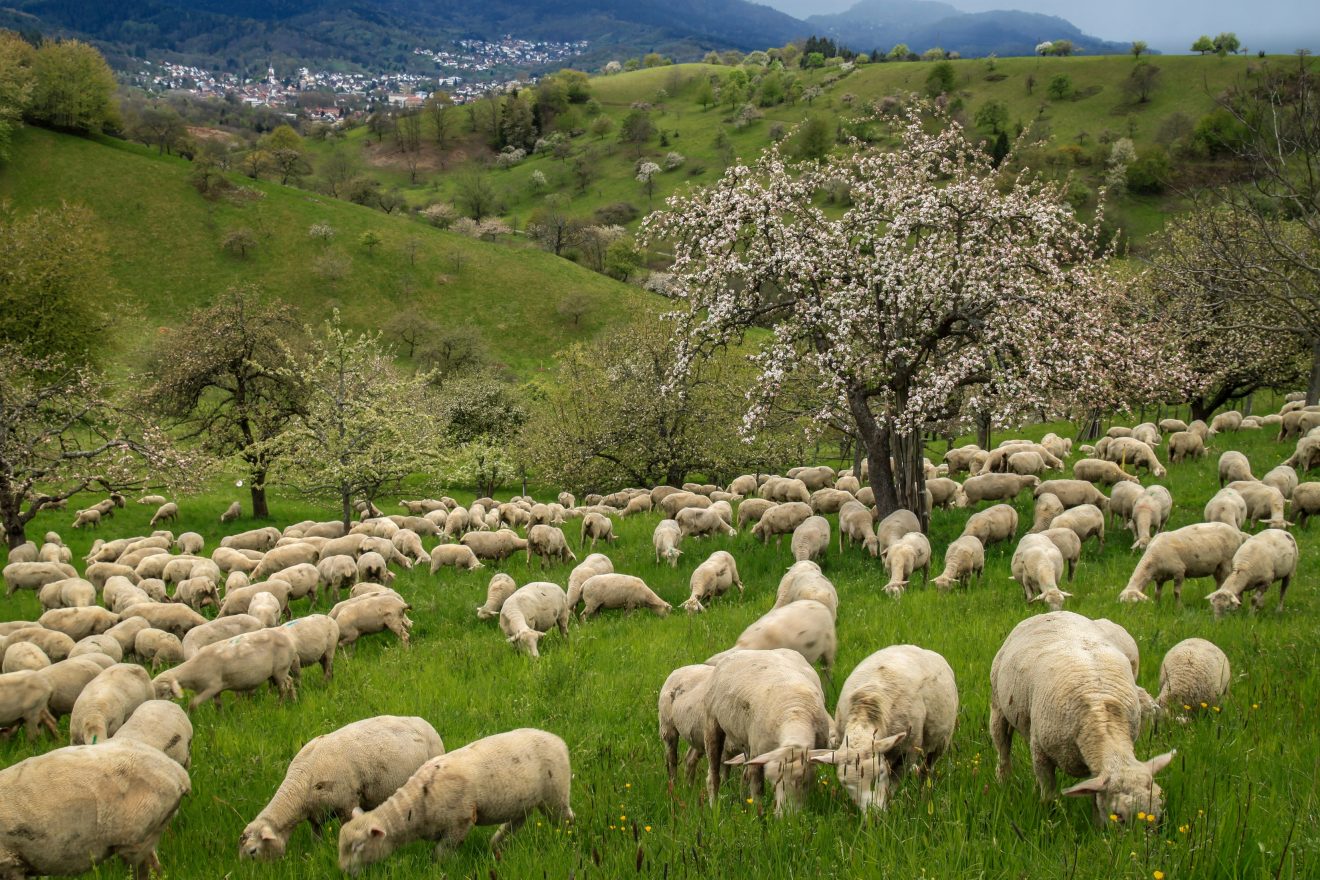 Landschaftspflege mit Schafen bei Baden-Baden. Copyright Peter Nagel