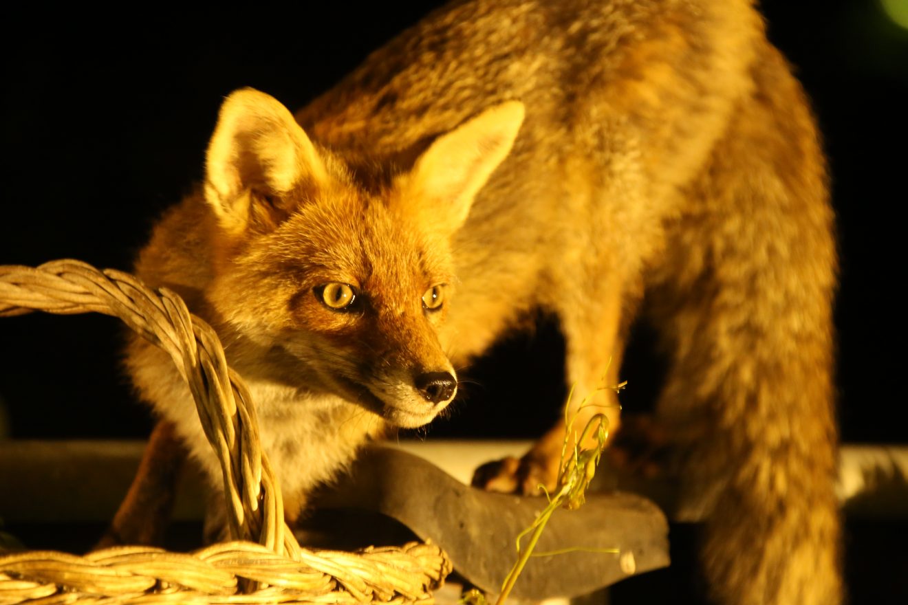Fuchs in Alpirsbach. Copyright Peter Stoll