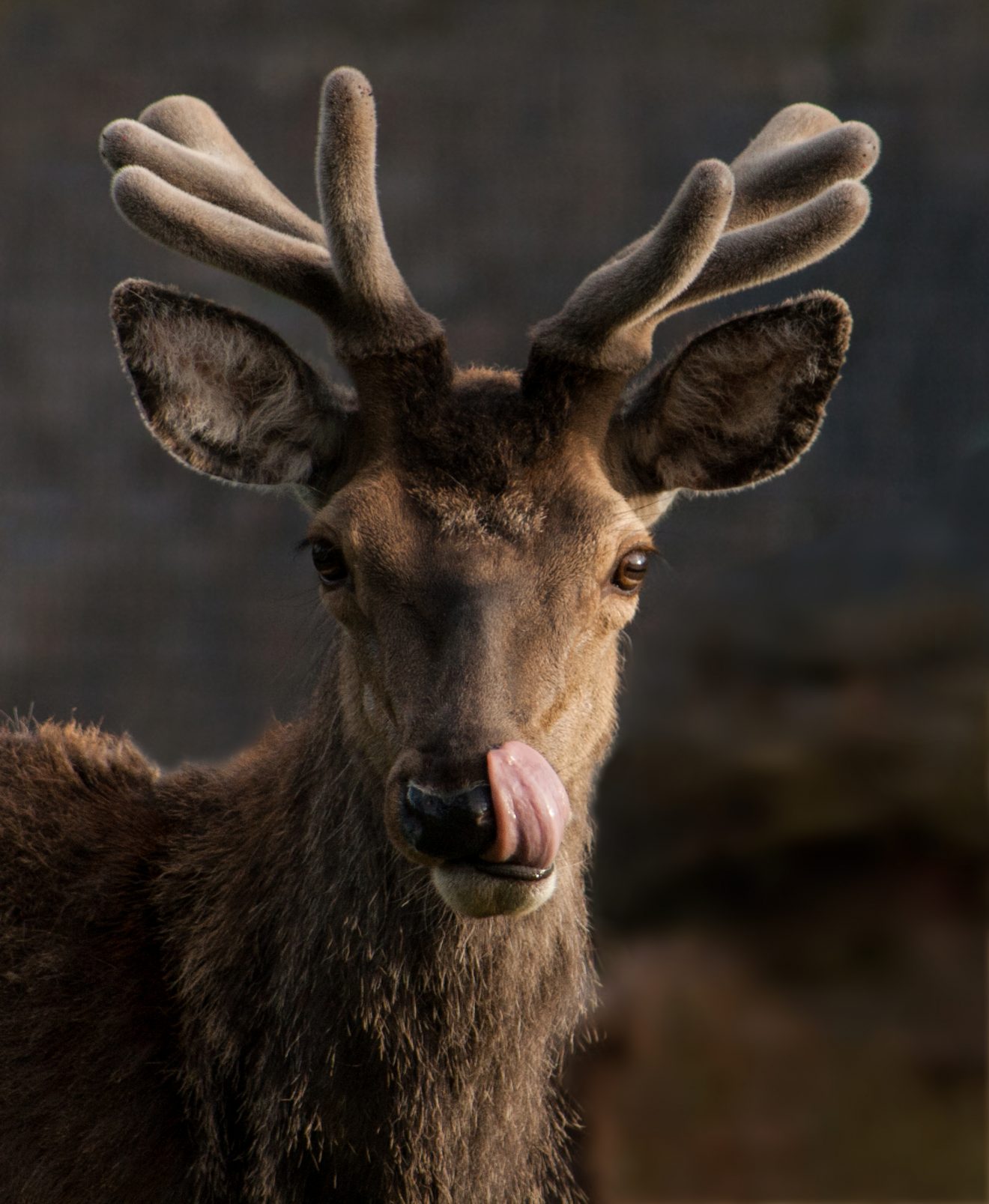 Rothirsch auf dem Kaltenbronn. Copyright Petra Jung