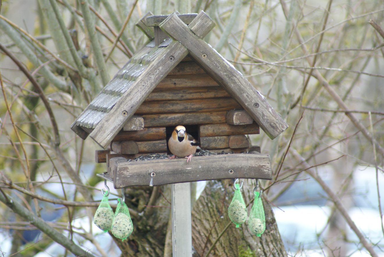 Kernbeißer im Vogelhäuschen, gesehen in Loßburg. Copyright Petra Rau