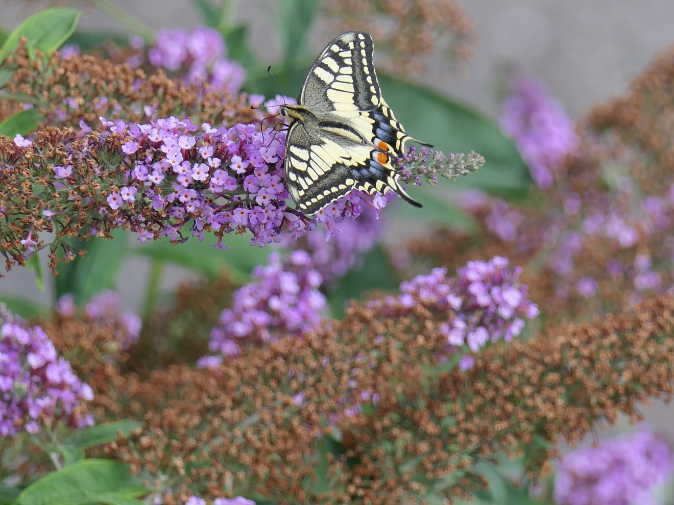 Schwalbenschwanz, gesehen in Haiterbach bei Nagold. Copyright Robert Lis
