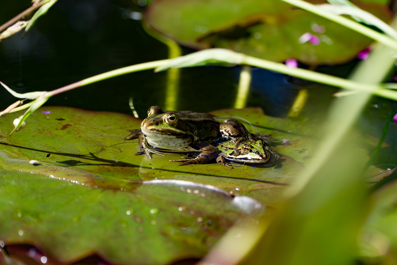 Zwei Frösche im Teich. Copyright Sibylle Berndt