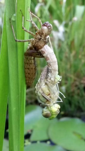 Libellen-Metamorphose 1, gesehen in Seebach. Copyright Simone Mayr-Sackmann