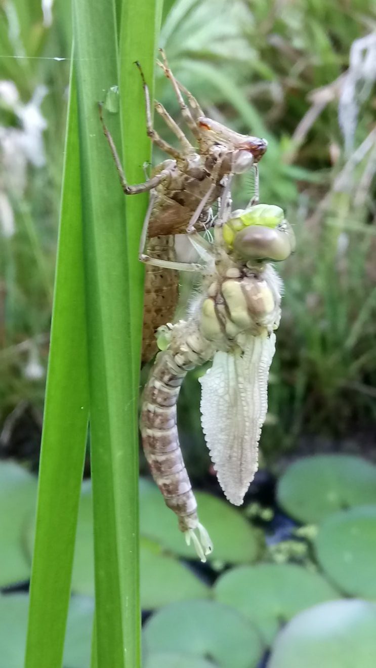 Libellen-Metamorphose 2, gesehen in Seebach. Copyright Simone Mayr-Sackmann