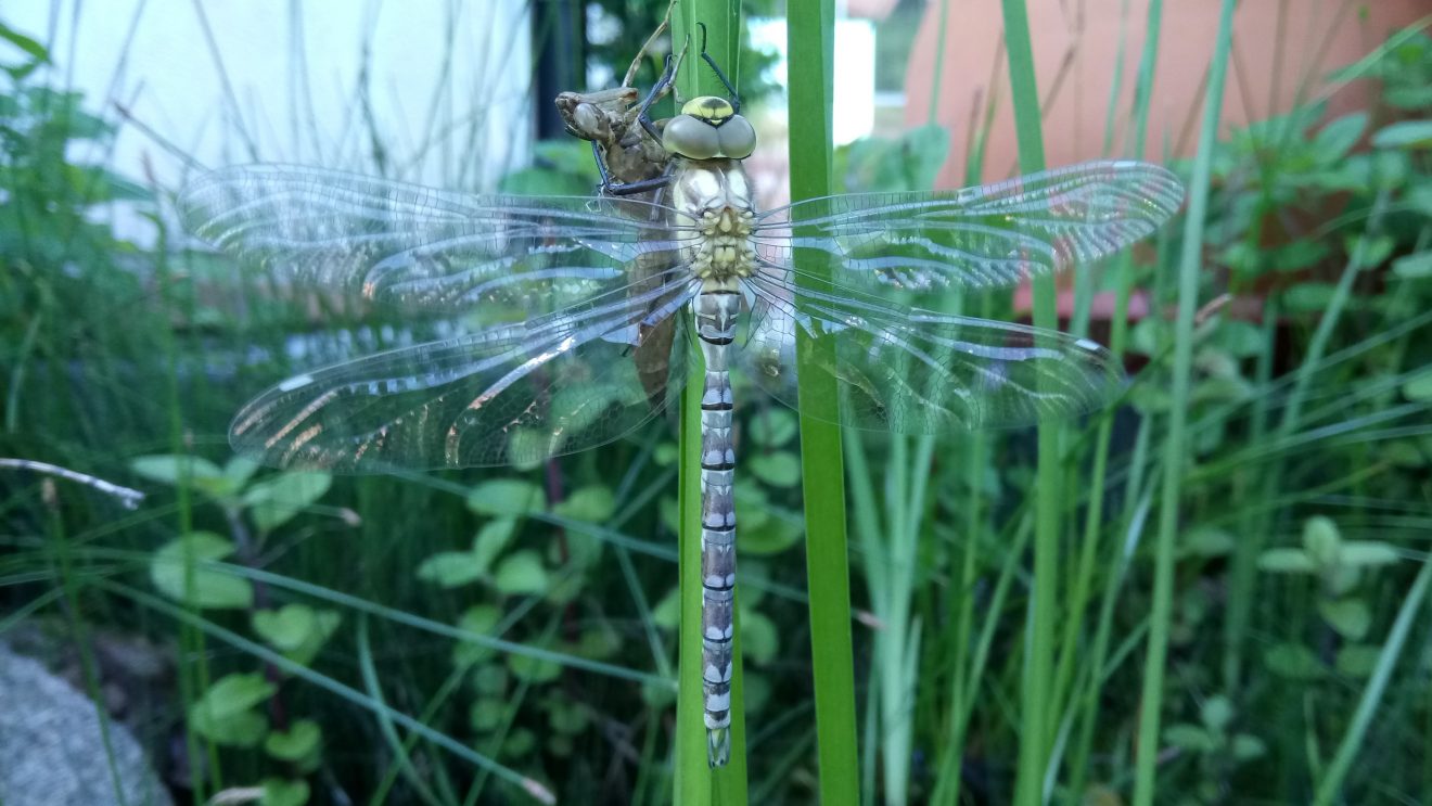 Libellen-Metamorphose 3, gesehen in Seebach. Copyright Simone Mayr-Sackmann