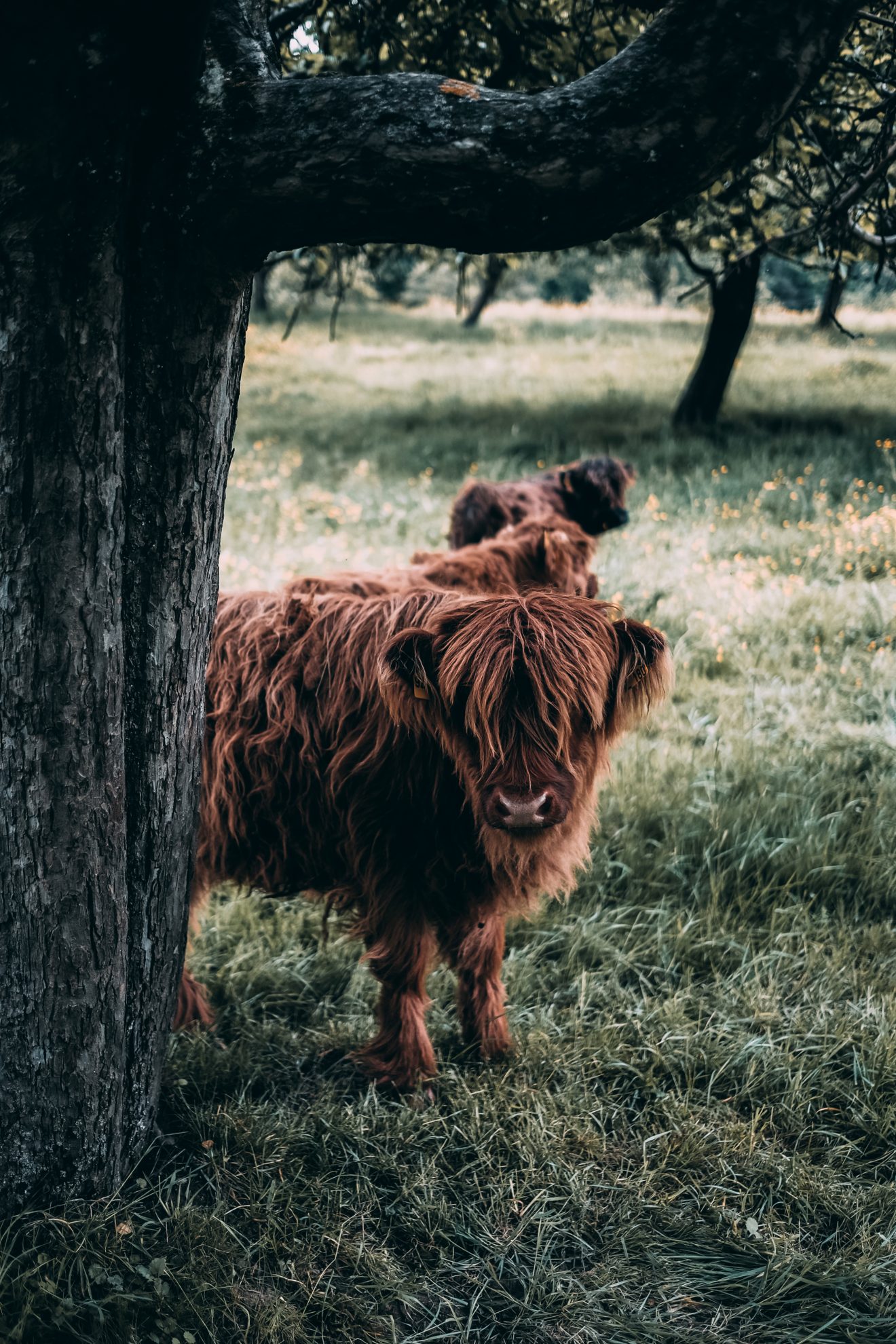Hochlandrind an der Geroldsauer Mühle. Copyright Stefan Köhler