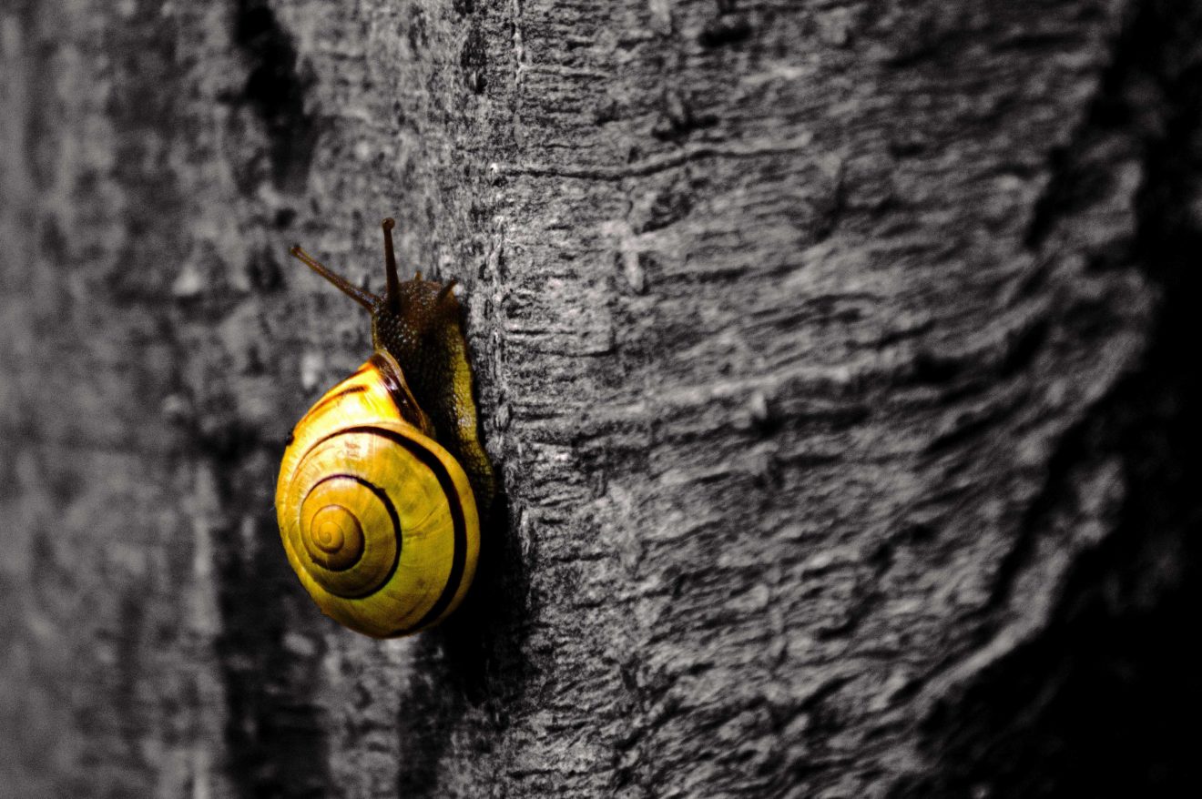 Schnecke in Baiersbronn. Copyright Steffen Graumann