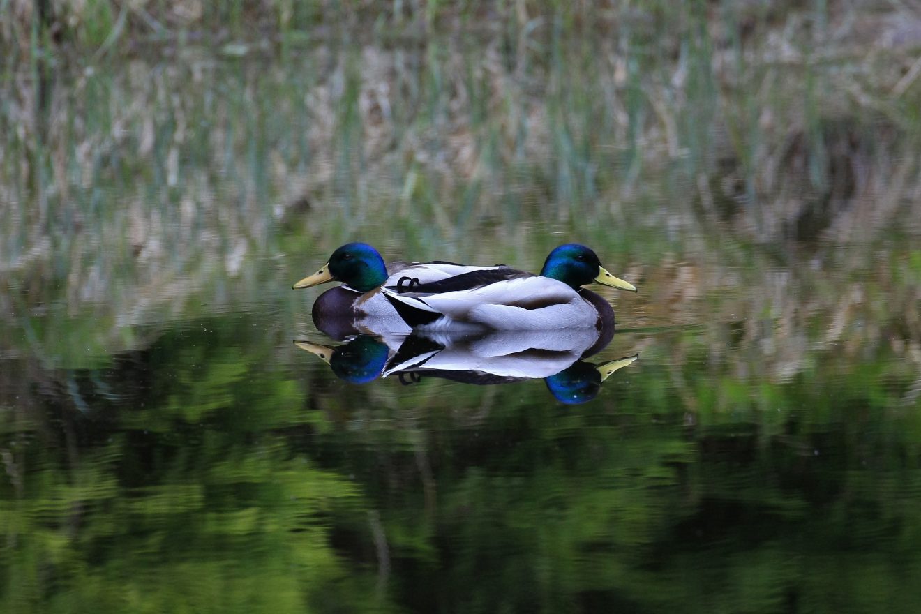 Enten am Kniebis. Copyright Steffen Schmacher