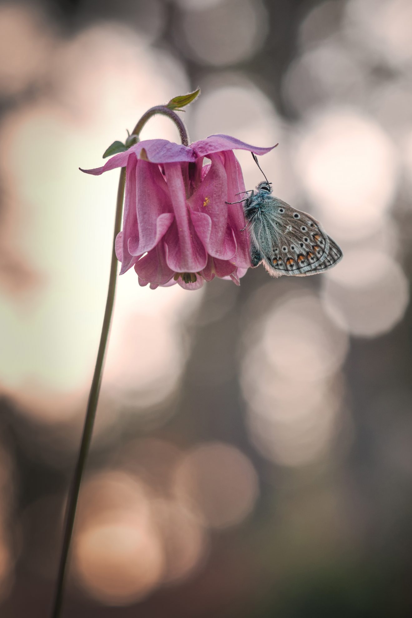 Bläuling an Akelei, gesehen in Horb. Copyright Tatja Deck