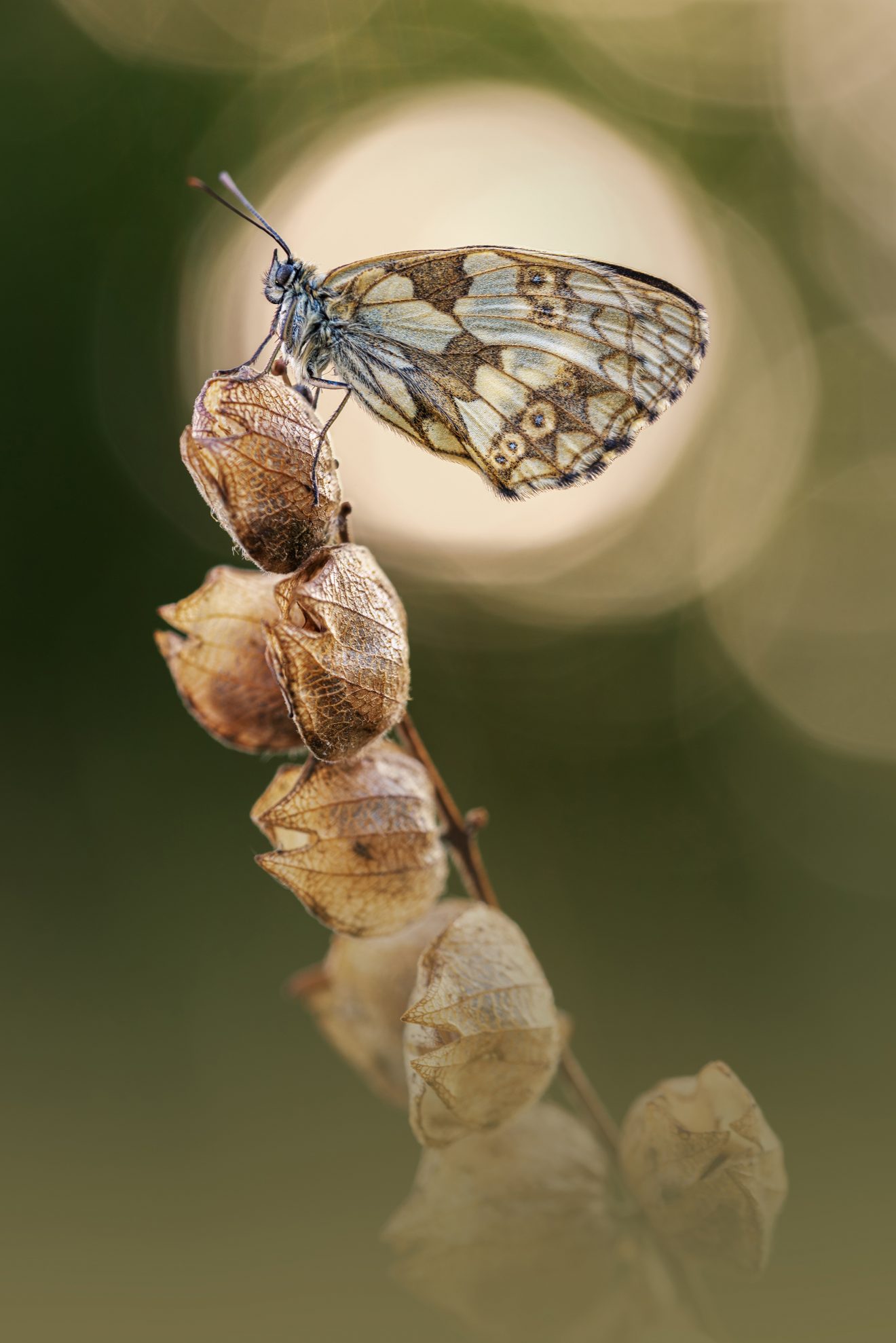 Schachbrettfalter auf Klappertopf, gesehen in Horb. Copyright Tatja Deck