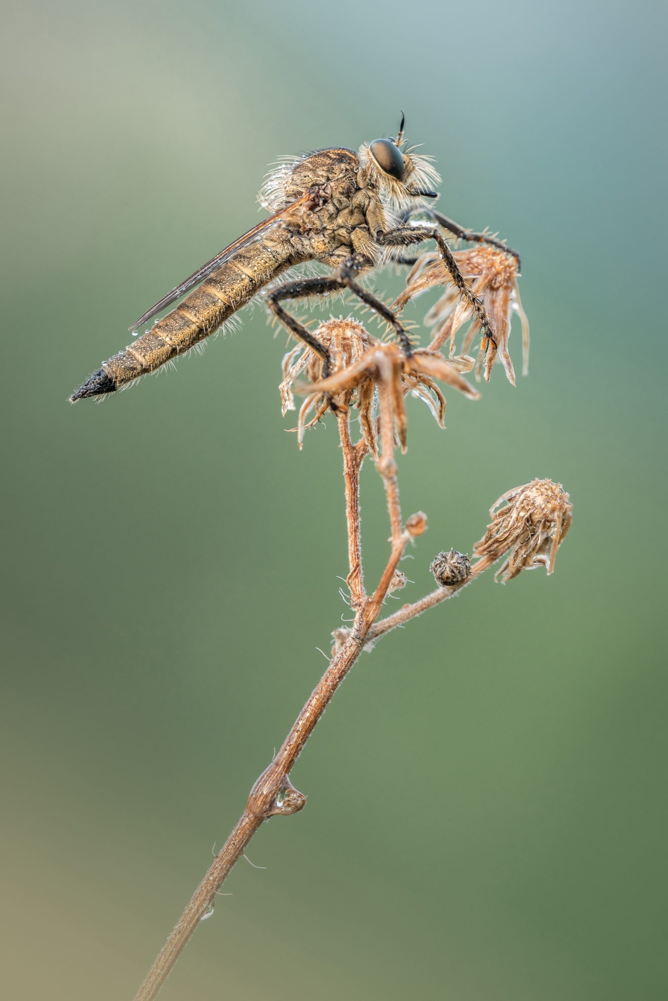 Schlichte Raubfliege, gesehen in Horb. Copyright Tatja Deck