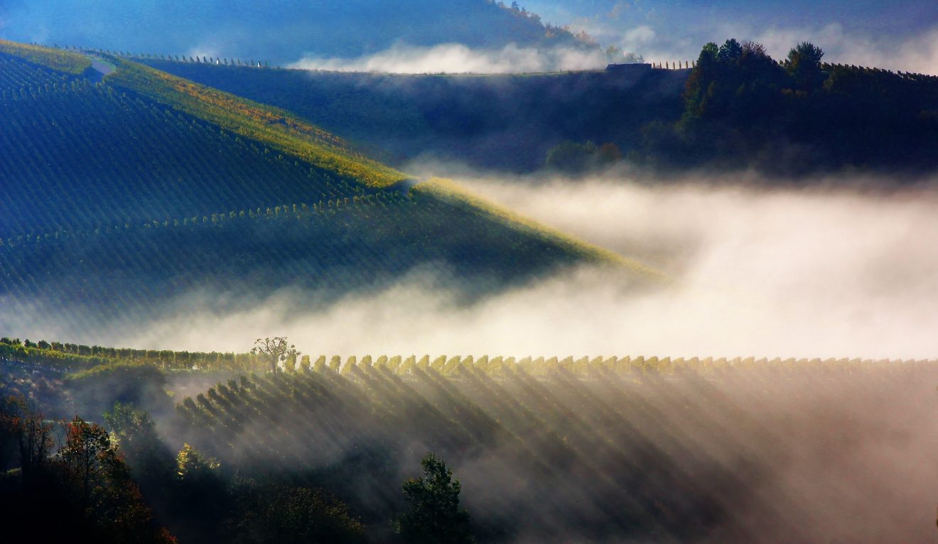 Nebelreben bei Neuweier. Copyright Theo Daringer