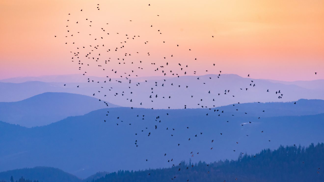 Vogelschwarm beim Mummelsee. Copyright Uwe Kindermann