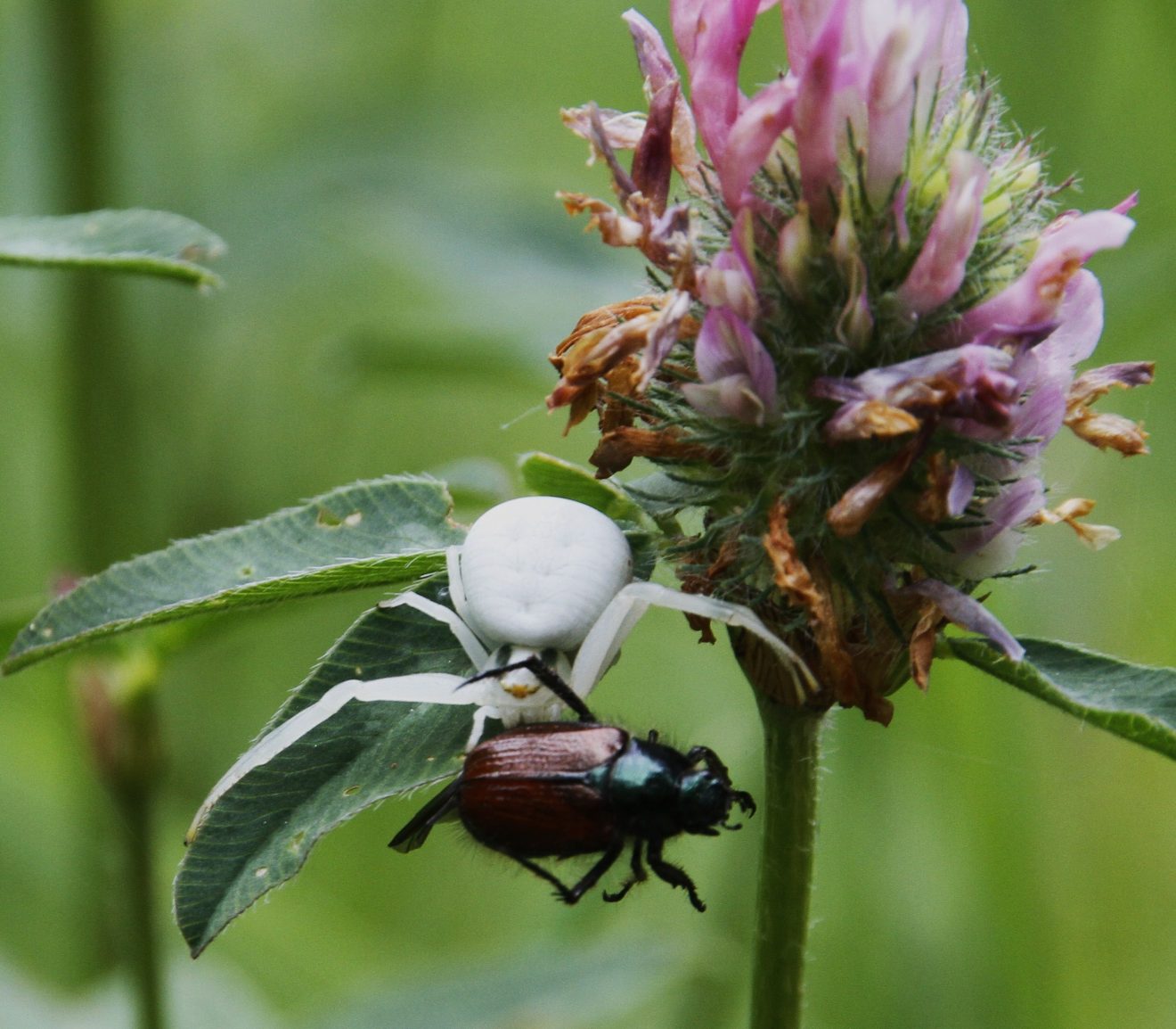Krabbenspinne fängt Julikäfer, gesehen in Gernsbach. Copyright Willi Jung