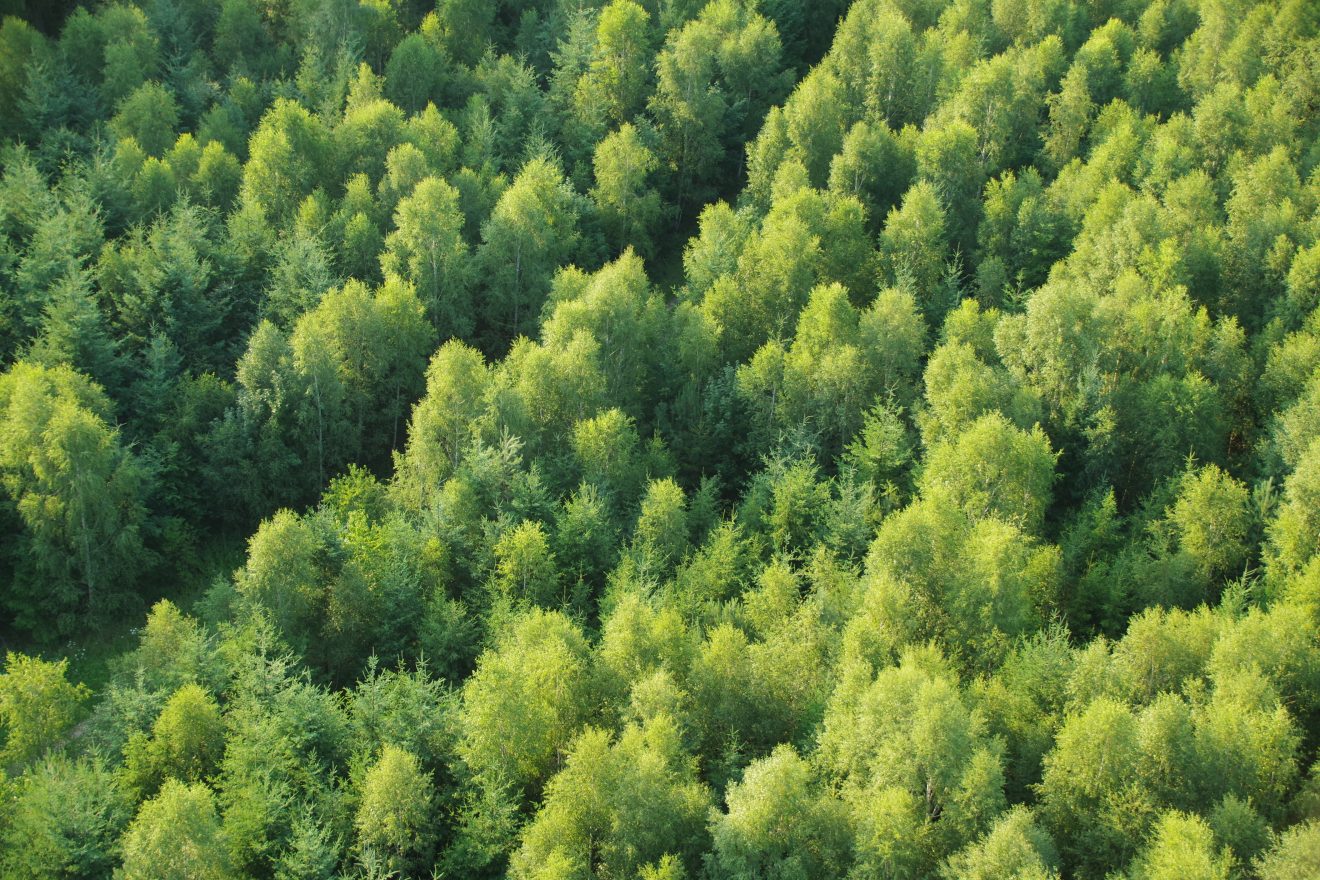 Ballonfahrt mit Teinacher über den Schwarzwald