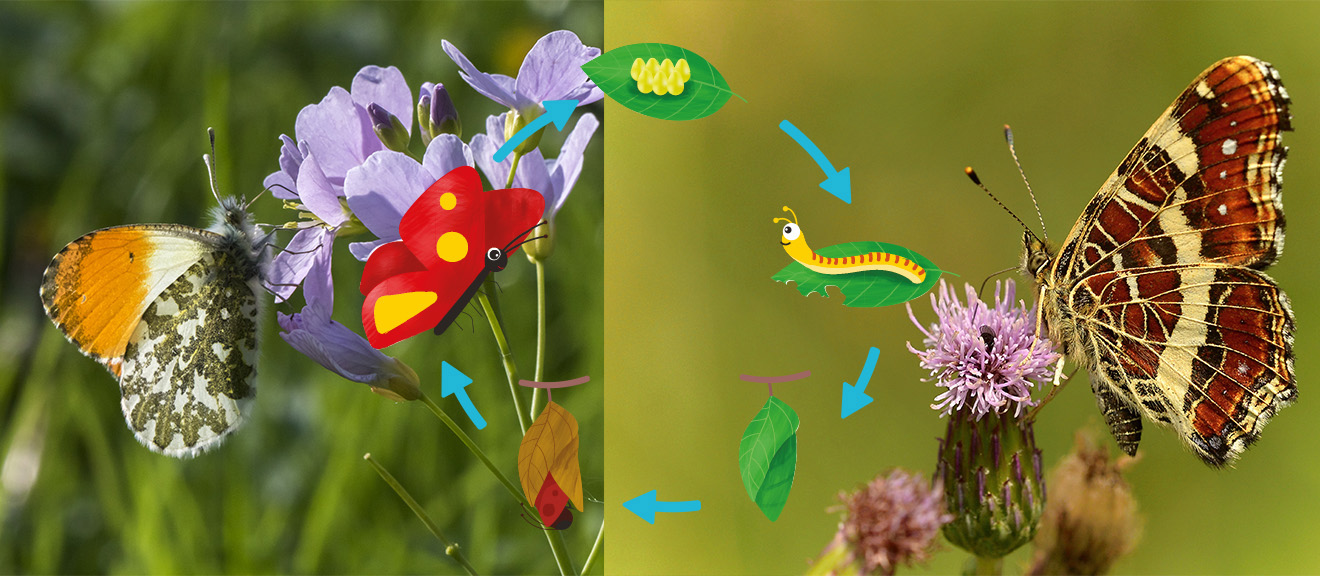 Naturpark Schwarzwald Blog. Projekt "Blühender Naturpark" - Viotope-Voting, Schmetterlinge, Aurorafalter, Landkärtchen, Bilder: Shutterstock/Rosemarie Kappler, Michal Pesata, Illustration: Shutterstock/Achiichii