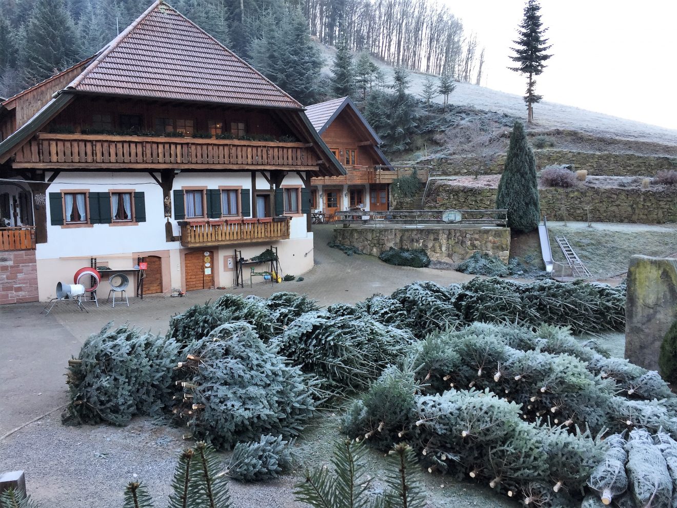 Weihnachtsbäume vom Ramsteinerhof.