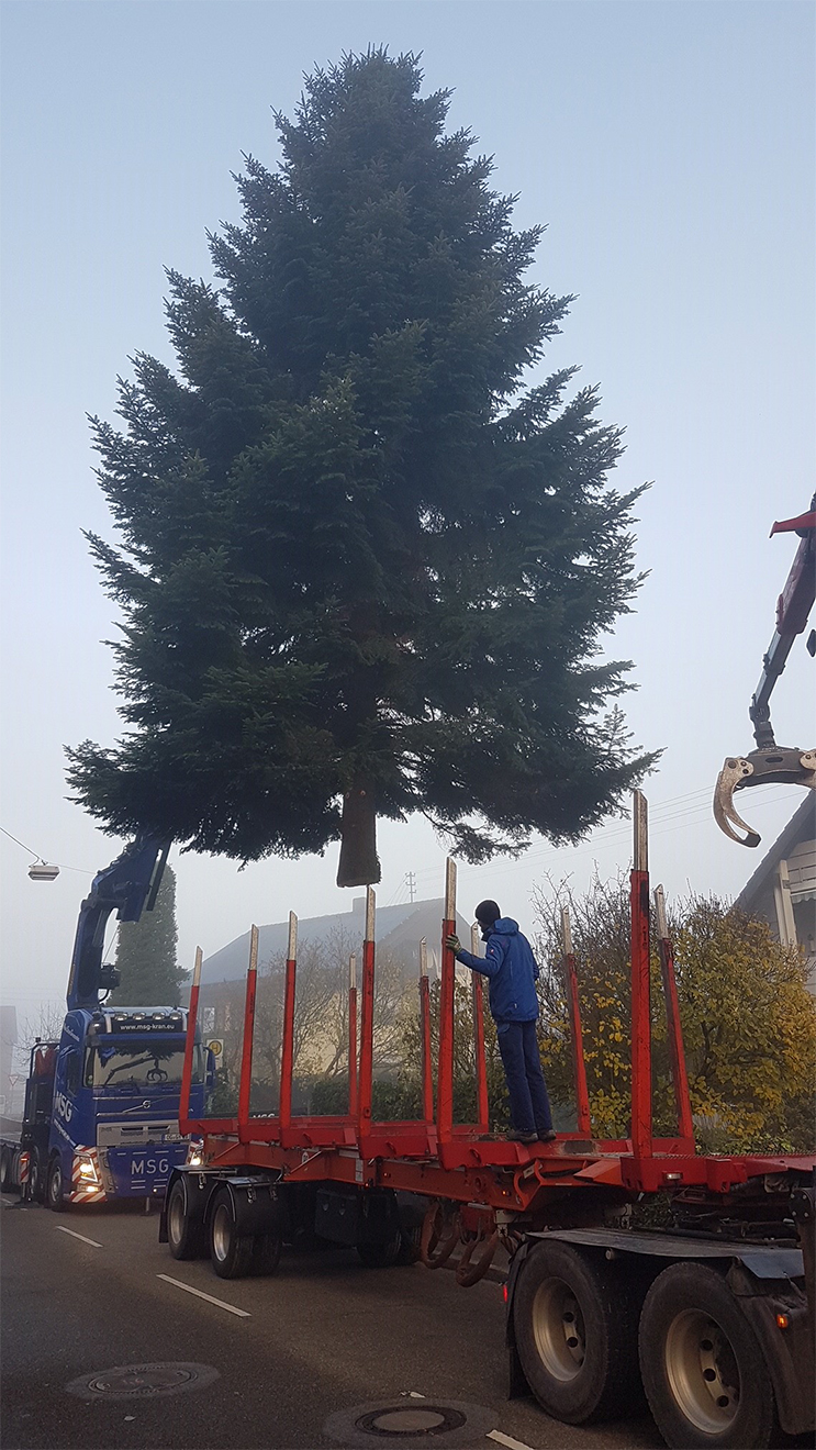 Naturpark Schwarzwald Blog, Tannenbaum vom Ramsteinerhof wird zum Weihnachtstraum vor dem Europapark