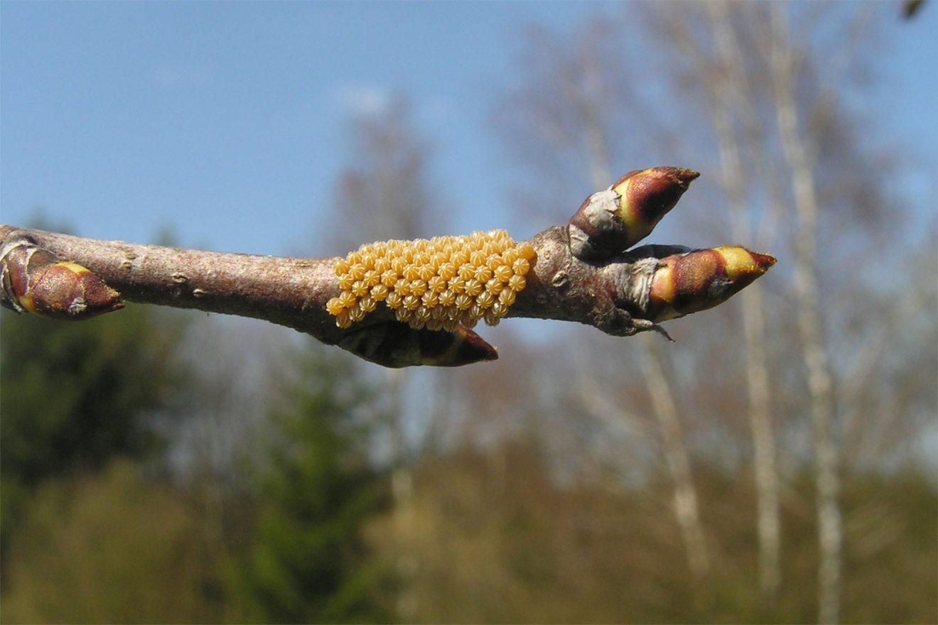 Naturpark Schwarzwald Blog, Aktion Viotop 2017, Schmetterling des Jahres 2018: Grosser Fuchs, Eier, Bild: Erwin Rennwald