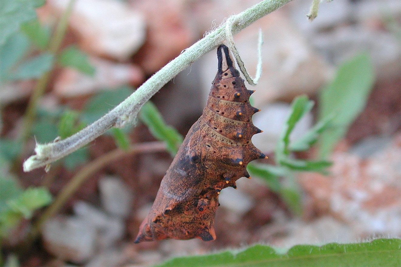 Naturpark Schwarzwald Blog, Aktion Viotop 2017, Schmetterling des Jahres 2018: Grosser Fuchs, Puppe, Bild: Walter Schön