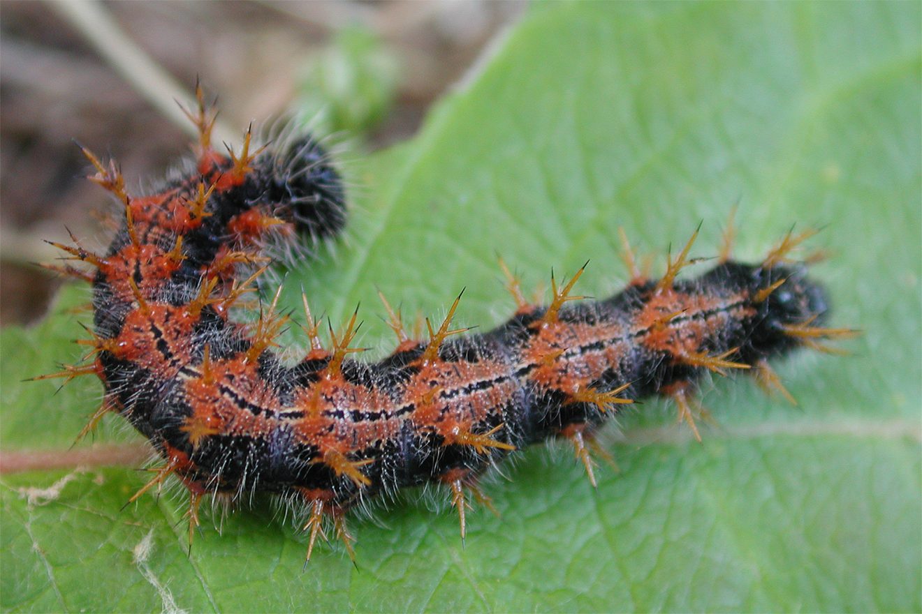 Naturpark Schwarzwald Blog, Aktion Viotop 2017, Schmetterling des Jahres 2018: Grosser Fuchs, Raupe, Bild: Walter Schön