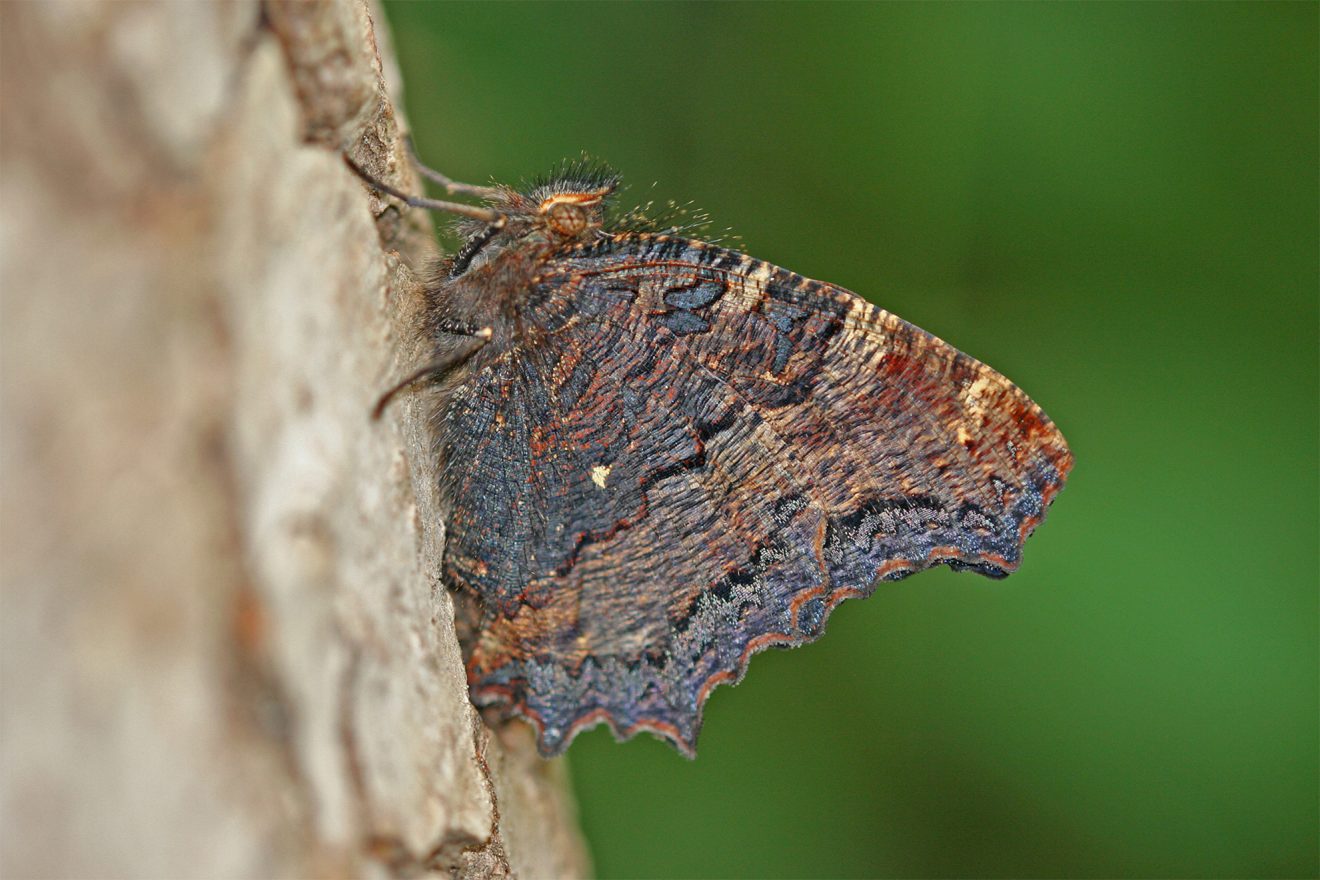 Naturpark Schwarzwald Blog, Aktion Viotop 2017, Schmetterling des Jahres 2018: Grosser Fuchs (mit geschlossenen Flügeln), Bild: Walter Schön