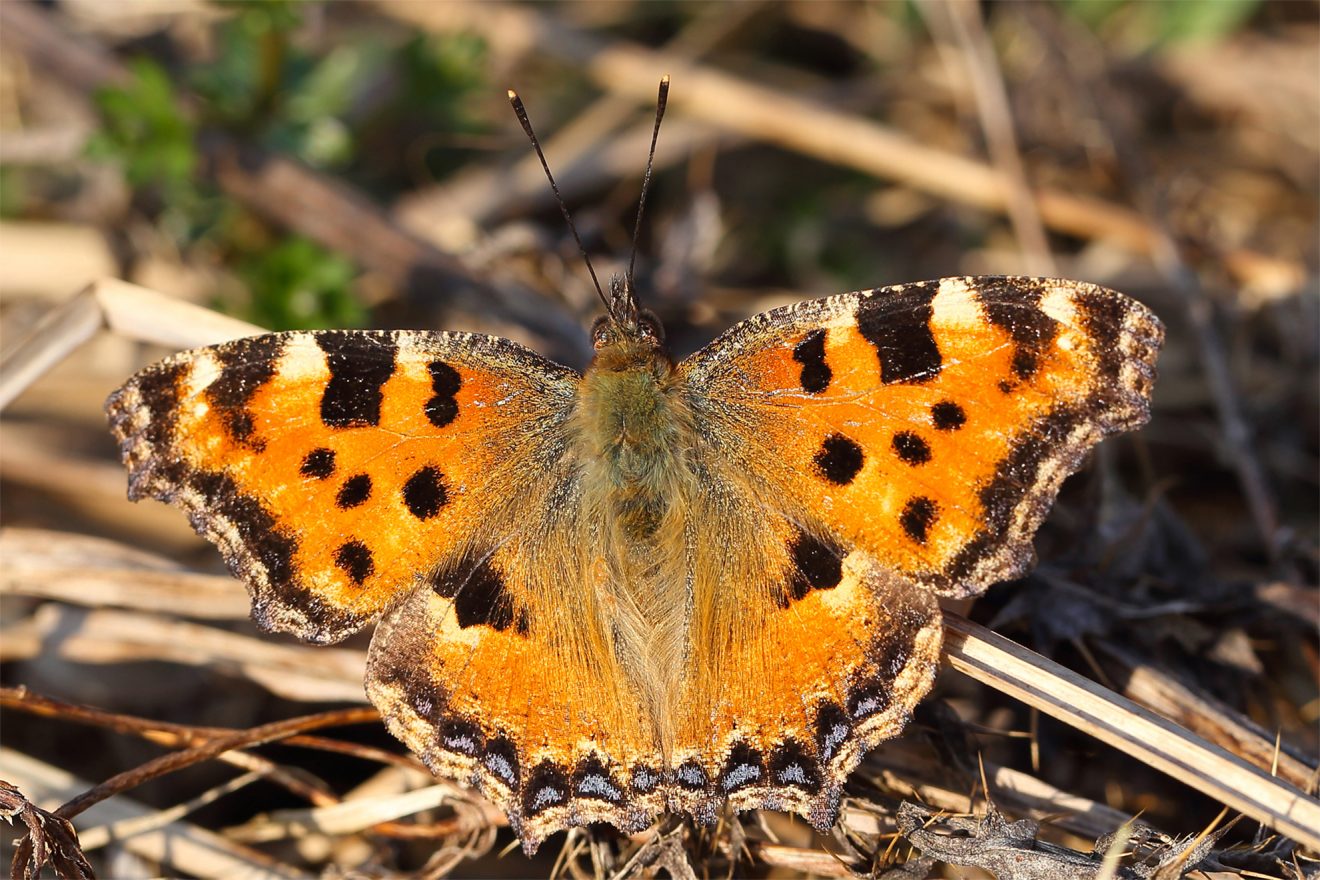 Naturpark Schwarzwald Blog, Aktion Viotop 2017, Schmetterling des Jahres 2018: Grosser Fuchs, Bild: R. Manderbach / www.deutschlands-natur.de