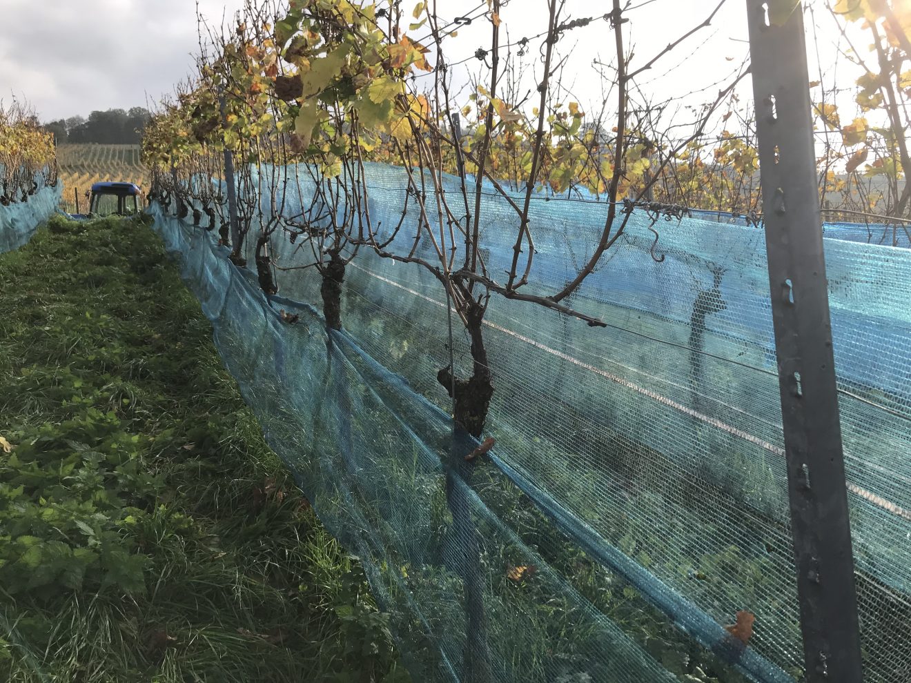 Riesling- und Beerenauslese bei der Baden-Badener Winzergenossenschaft